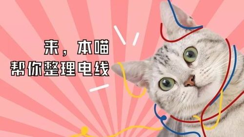 小猫烫耳警钟,养宠须知安全细节