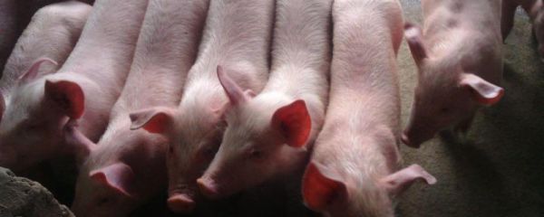 猪各个阶段采食量图表