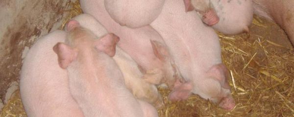 猪不吃食没精神躺着怎么办