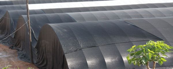 市场上的鹧鸪多少钱？鹧鸪人工养殖前景分析