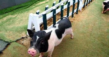 小香猪的常见疾病及预防措施？小香猪健康保健指南