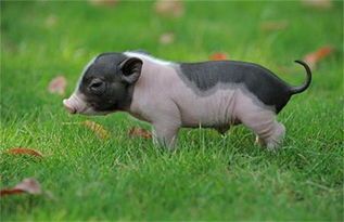 小香猪的常见疾病及预防措施？小香猪健康保健指南