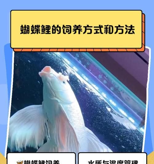 丝蝴蝶鱼的饲养方法（细节决定一切，从选购到水质管理）