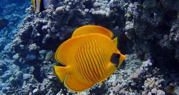 丝蝴蝶鱼的饲养方法（细节决定一切，从选购到水质管理）