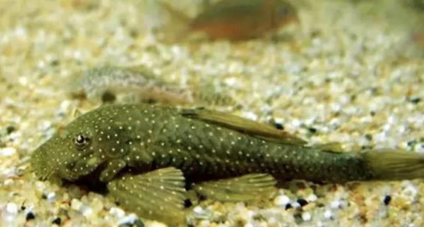 清道夫鱼吃什么？（清道夫鱼好不好养？）