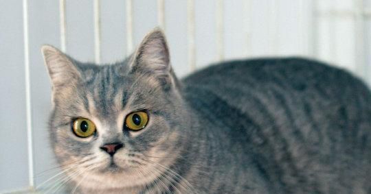 宠物猫未来市场怎么样