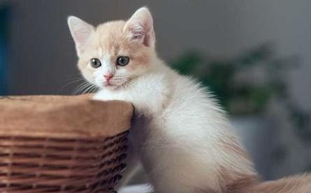 宠物换毛期：幼猫出生后3个月左右。