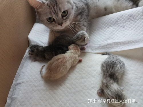 宠物换毛期：幼猫出生后3个月左右。