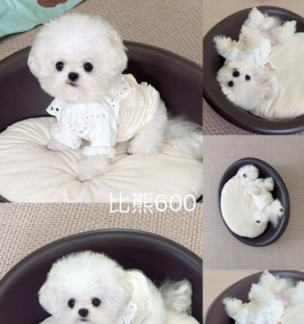 比熊犬怀孕期间的饮食需求（为你的宠物提供健康、营养的食品）