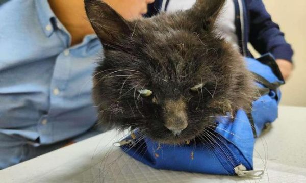 小猫死亡之谜（揭秘为什么刚生的小猫都会死亡？如何保证幼猫的健康成长？）