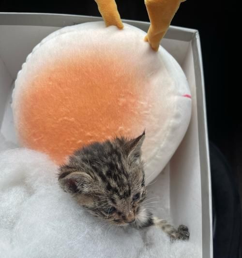 小猫死亡之谜（揭秘为什么刚生的小猫都会死亡？如何保证幼猫的健康成长？）