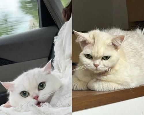 小猫死亡之谜（揭秘为什么刚生的小猫都会死亡？如何保证幼猫的健康成长？）