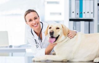 宠物假孕，及时咨询兽医，科学处理。