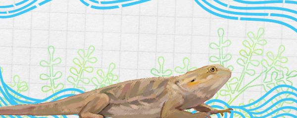 蜥蜴会咬人吗，咬人有毒吗