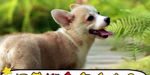 柯基犬的怀孕和分娩时间表（从受孕到产仔的全过程及注意事项）