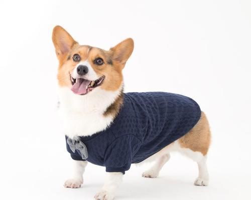 柯基犬的怀孕和分娩时间表（从受孕到产仔的全过程及注意事项）