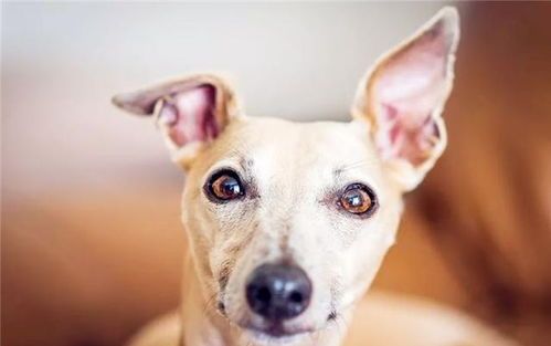 狗狗过量食用猪皮的后果：宠物健康警钟