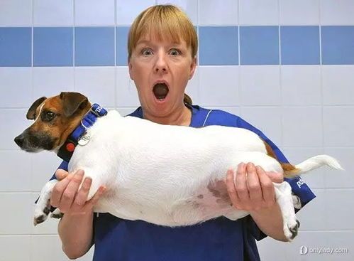 狗狗过量食用猪皮的后果：宠物健康警钟