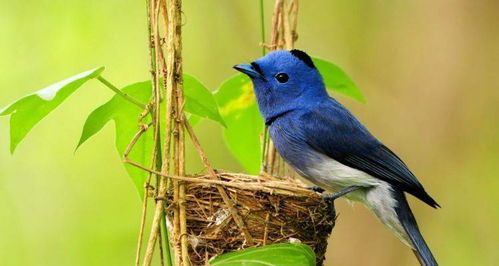 新手必知:小鸟孵化温度指南,轻松成为宠物达人!