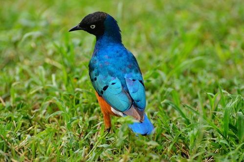 雏鸟八哥饮水量指南：科学喂养，健康成长！