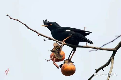 雏鸟八哥饮水量指南：科学喂养，健康成长！