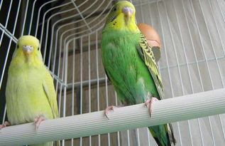 虎皮小鸟出壳喂养指南：新手必学，轻松上手！