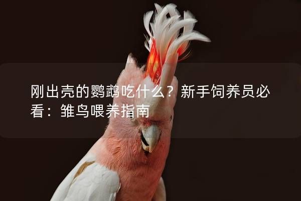 刚出壳的鹦鹉吃什么？新手饲养员必看：雏鸟喂养指南
