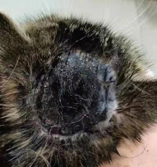 如何防止你的宠物猫咪得猫癣（预防和治疗猫癣的有效方法）