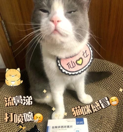 如何帮助宠物医治打喷嚏、流眼泪和咳嗽（医生建议-如何缓解宠物的不适症状）