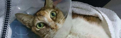 如何帮助宠物医治打喷嚏、流眼泪和咳嗽（医生建议-如何缓解宠物的不适症状）