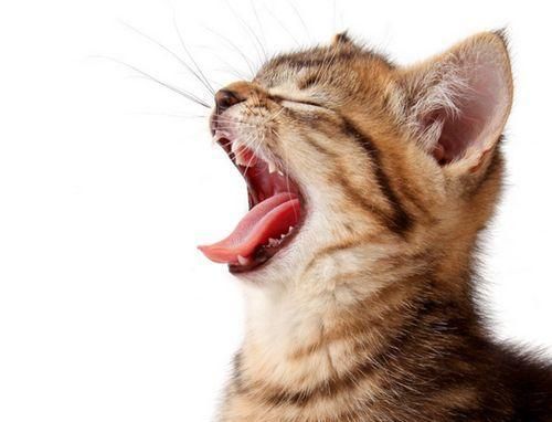 如何帮助宠物医治打喷嚏、流眼泪和咳嗽（医生建议-如何缓解宠物的不适症状）