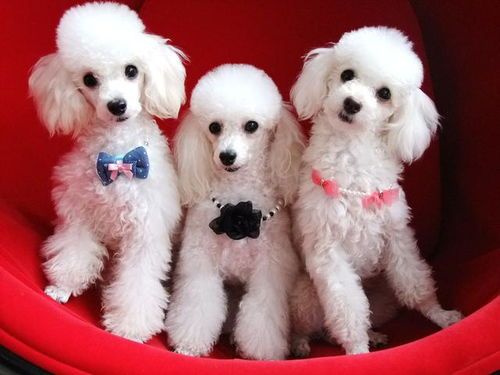 五个月贵宾犬营养均衡饮食，宠物饮食指南。