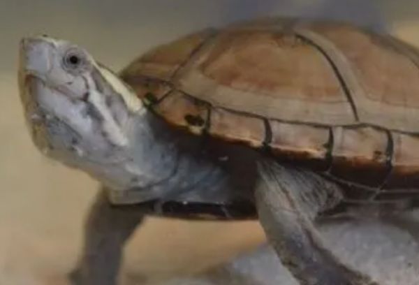 头盔泥龟一般几月下蛋？感兴趣的来了解下吧