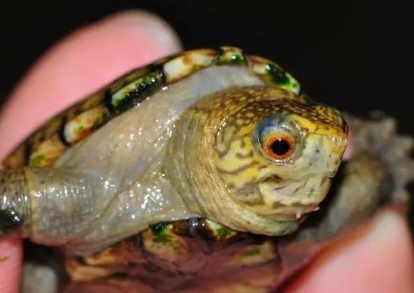 头盔泥龟一般几月下蛋？感兴趣的来了解下吧