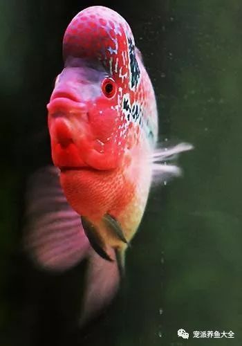 宠物喂养秘籍：如何根据观赏鱼种类决定喂食频率？