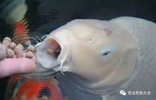 宠物喂养秘籍：如何根据观赏鱼种类决定喂食频率？