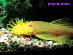 揭秘泰国观赏鱼中的珍稀品种，宠物市场新宠儿！