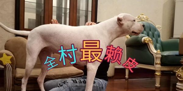 狗指甲出血应急处理方法（用药正确止血保护狗狗爪子健康）