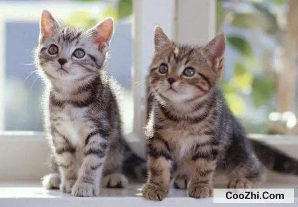 猫咪应激反应怎么处理