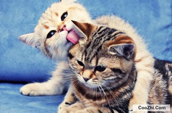 猫咪应激反应怎么处理