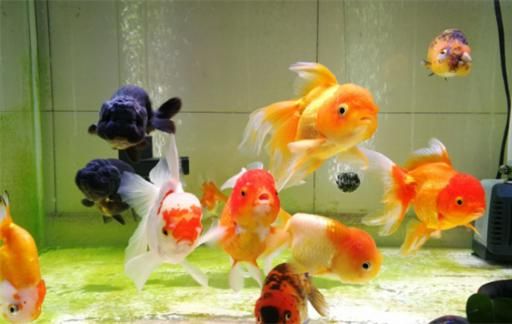 家中养鱼必知的8大风水禁忌有哪些