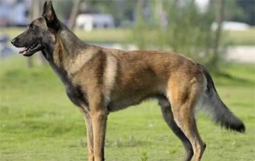 马犬喂养的注意事项