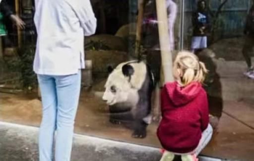 国内派遣两名专家在15日下午已经前往美国照料丫丫