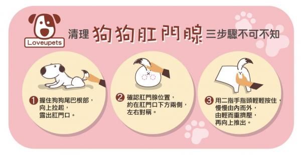 怎么正确挤狗狗肛门腺-图1