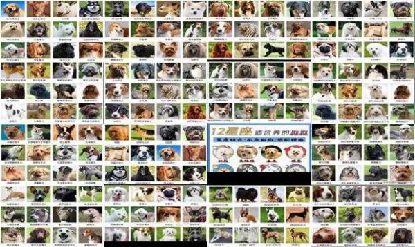 狗的种类图片及名称特点