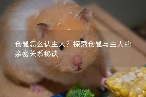 仓鼠怎么认主人？探索仓鼠与主人的亲密关系秘诀