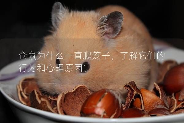 仓鼠为什么一直爬笼子，了解它们的行为和心理原因