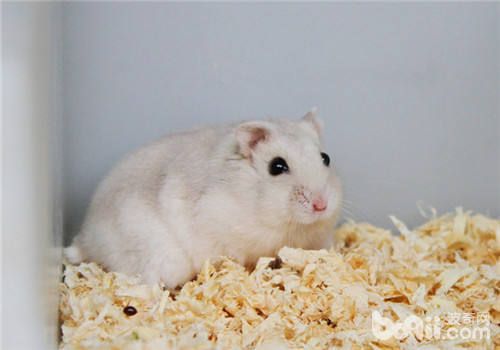 仓鼠常见的肢体语言分析 仓鼠这些动作要表达什么?
