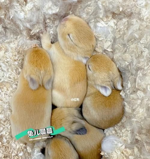 喜马拉雅兔的饲养方法（从适宜的环境到科学的饲料，让兔子健康成长）