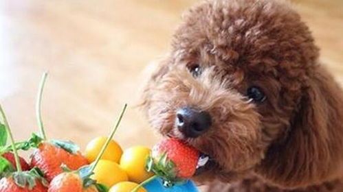 宠物营养均衡饮食方案